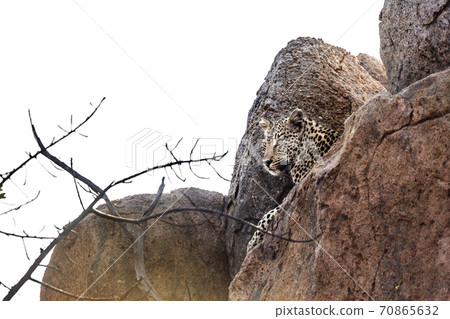 Leopard in Kruger National park, South Africa 70865632