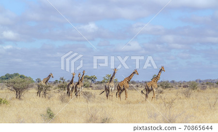 Giraffe in Kruger National park, South Africa Giraffe in Kruger National park, South Africa 70865644
