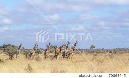 Giraffe in Kruger National park, South Africa 70865645