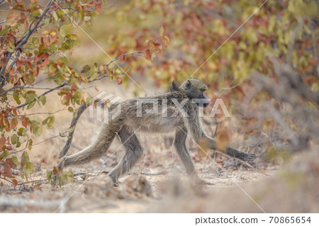 Chacma baboon in Kruger National park, South Africa 70865654