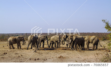 African bush elephant in Kruger National park, South Africa 70865657