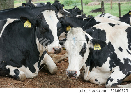 Cows resting in a meadow  70866775