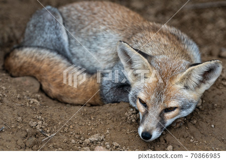 white footed fox or desert fox or vulpes vulpes pusilla closeup image at tal chhapar sanctuary rajasthan india white footed fox or desert fox or vulpes vulpes pusilla closeup image at tal chhapar sanctuary rajasthan india 70866985
