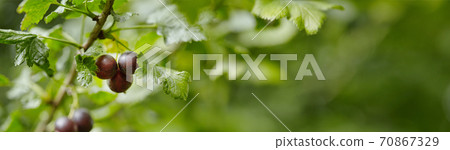 Black berries on a green background. Black currant on the bush. Black currant with copy space for text. Berries close up. 70867329