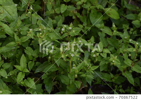 Chickweed (Chickweed) 70867522