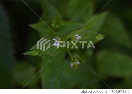 Chickweed (Chickweed) Chickweed (Chickweed) 70867524