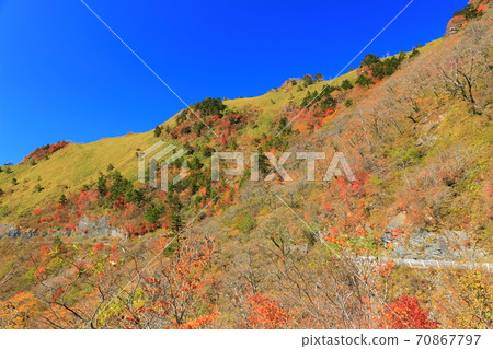 Autumn leaves of UFO line under fine weather 70867797