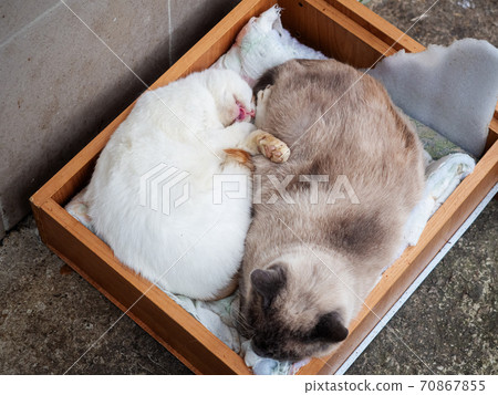 White cat sleeps sticking out its tongue next to the another cat in a wooden drawer 70867855