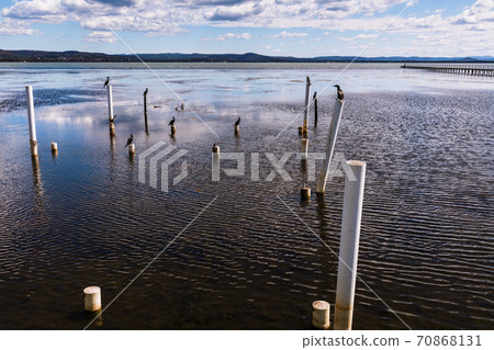 Water birds sitting on posts in the water at The Entrance in regional Australia Water birds sitting on posts in the water at The Entrance in regional Australia 70868131