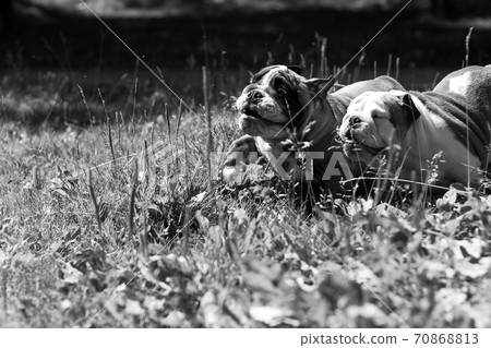 Two puppy breed English bulldog Two puppy breed English bulldog 70868813