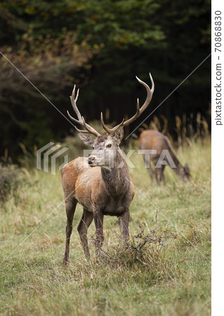 Majestic red deer standing on field in autumn nature. 70868830