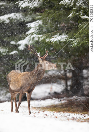 Red deer stag watching in forest in wintertime nature. Red deer stag watching in forest in wintertime nature. 70868832