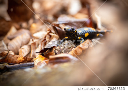Little fire salamander standing on leafs in autumn. Little fire salamander standing on leafs in autumn. 70868833