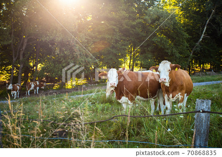 Spotted cows looking on green meadow in summer sunlight. Spotted cows looking on green meadow in summer sunlight. 70868835