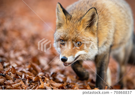 Red fox walking on foliage in autumn nature in detail. Red fox walking on foliage in autumn nature in detail. 70868837