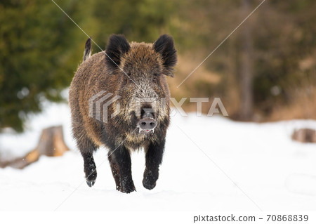 Wild boar sprinting on pasture in wintertime nature. Wild boar sprinting on pasture in wintertime nature. 70868839