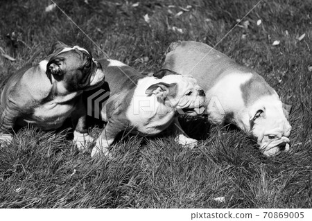 Three puppy breed English bulldog Three puppy breed English bulldog 70869005