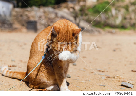 美初松山城貓城主十郎 70869441