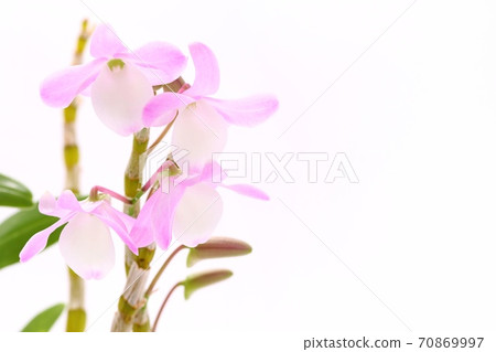 石end Hamana湖白色背景粉紅色的花朵 石end Hamana湖白色背景粉紅色的花朵 70869997