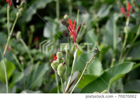 Wild canna dandoc 70870002