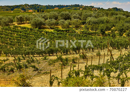Umbria landscape vineyard olive trees Italy landmark 70870227