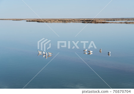Birds in the clean lake, natural scenery. Birds in the clean lake, natural scenery. 70870704