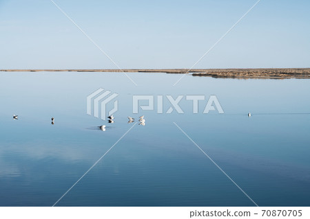 Birds in the clean lake, natural scenery. Birds in the clean lake, natural scenery. 70870705