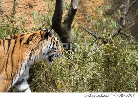 Walking tiger Walking tiger 70870707