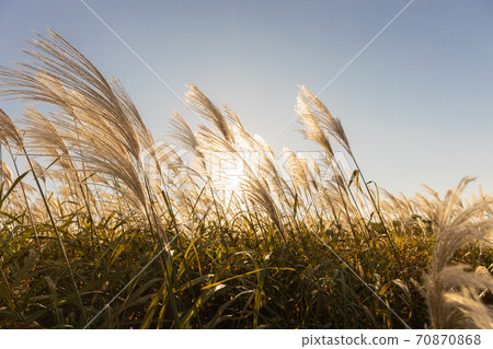 Japanese pampas grass / awn illuminated by the west sun Japanese pampas grass / awn illuminated by the west sun 70870868