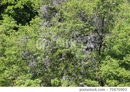 新鮮的綠色森林 70870903