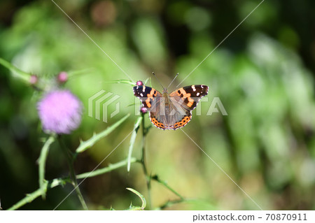 參觀Yabu的Akatateha 70870911