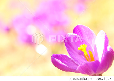 Crocus 70871097