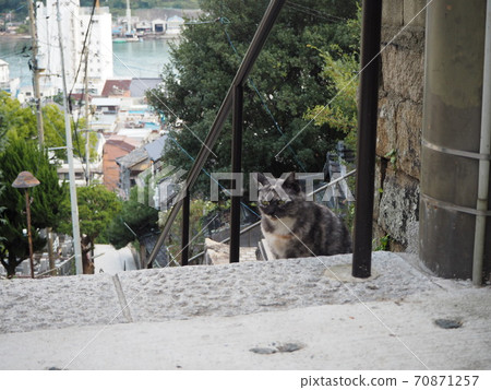 尾道的貓胡同 70871257