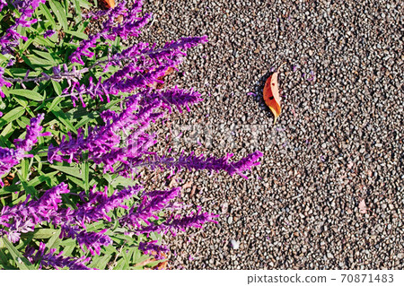 Amethyst sage with purple flowers and paved road on the promenade 70871483