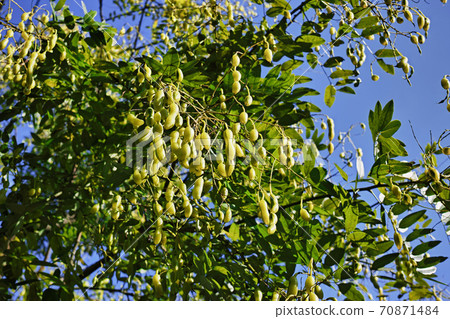 恩珠樹上長出的豆狀水果 70871484