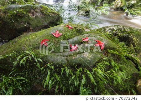 beautiful forest waterfall The jungle green tree and plant detail nature in the rain forest with moss fern and maple leaf on the rock and trees water streams waterfalls flowing from the mountains beautiful forest waterfall The jungle green tree and plant detail nature in the rain forest with moss fern and maple leaf on the rock and trees water streams waterfalls flowing from the mountains 70872342