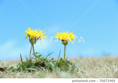 蒲公英  蒲公英 70872469