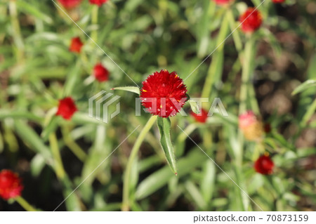 Sennichikou的紅色花朵盛開在秋天的花床上 70873159