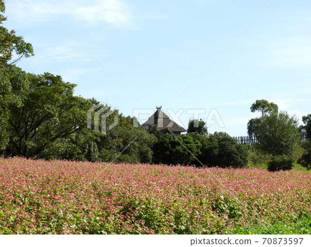 吉野裡遺址/蕎麥田 70873597