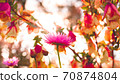 Colorful Flowers-Australian Wildflower Everlasting (Helichrysum) Strawflower 70874804