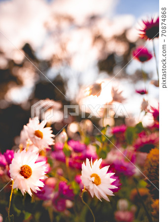 Colorful Flowers-Australian Wildflower Everlasting (Helichrysum) Strawflower 70874868