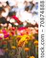 Colorful Flowers-Australian Wildflower Everlasting (Helichrysum) Strawflower 70874888