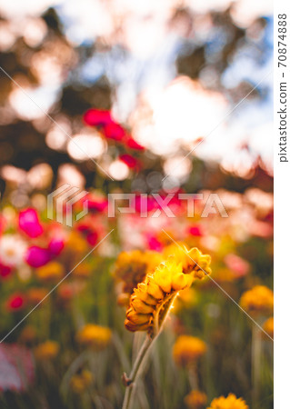 Colorful Flowers-Australian Wildflower Everlasting (Helichrysum) Strawflower 70874888