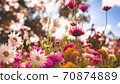 Colorful Flowers-Australian Wildflower Everlasting (Helichrysum) Strawflower 70874889