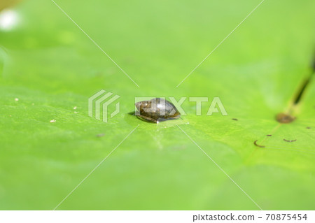 Snail Physella acuta 70875454