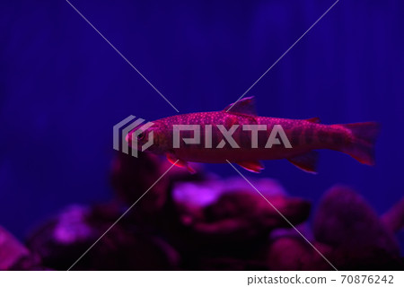 Illuminated Amago (Yamame) Illuminated Amago (Yamame) 70876242