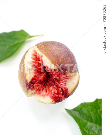 Fig fig Fig fig 70876262