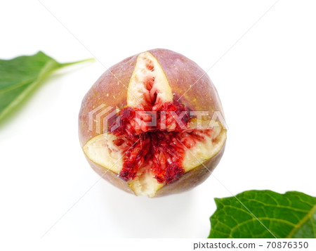 Fig fig Fig fig 70876350