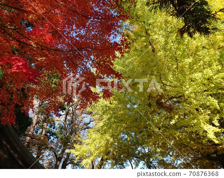 Autumn leaves & yellow leaves Momiji Momiji Ginkgo Ginkgo 70876368