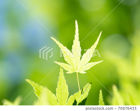 Fresh green maple leaves 70876435